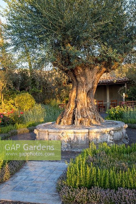 500 year old Olea europaea - ancient olive tree planted in a large stone raised container bed. Villaggio Verde garden, Malvern Spring Festival, 2016 Stone Pathways Ideas Walkways, Boxwood And Hydrangea, Pathways Ideas Walkways, In Ground Stock Tank Pool, Perrenials For Shaded Areas, Olive Tree Care, Perrenial Gardens Layout Front Yards, Perrenial Gardens Layout, Olive Trees Landscape