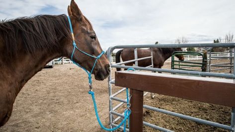 How To Make Your Own Hitching Rail Diy Horse Tie Post, Diy Hitching Post, Hitching Rail For Horses, Hitching Post Ideas, Diy Hitching Post For Horses, Horse Hitching Post Ideas, Hitching Post For Horses, Small Horse Barn Plans, Small Barn Ideas