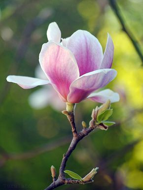 Linda's Favorite Flowers Tulips, Magnolia Trees, Magnolia Flower, Flowers Nature, Flower Photos, Flower Pictures, Love Flowers, Amazing Flowers, Flower Wallpaper