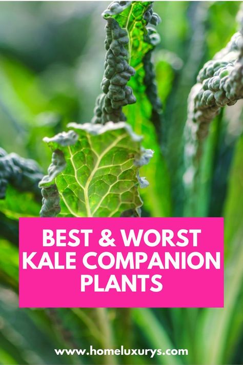 Kale Plant, Growing Kale, Companion Planting Vegetables, Seed Starter Kit, Garden Companion Planting, Berry Garden, Garden Organization, Companion Plants, Backyard Vegetable Gardens