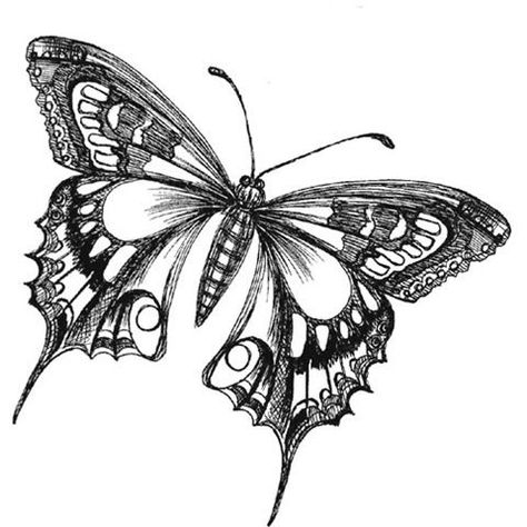 Beautiful black and white flower with imitation lace. Description from pinterest.com. I searched for this on bing.com/images Butterfly Drawing Images, Easy Butterfly Drawing, Borboleta Tattoo, Butterfly Drawings, Butterfly Black And White, Butterfly Sketch, Drawing Tattoo, Butterfly Tattoos, Butterfly Tattoo Designs