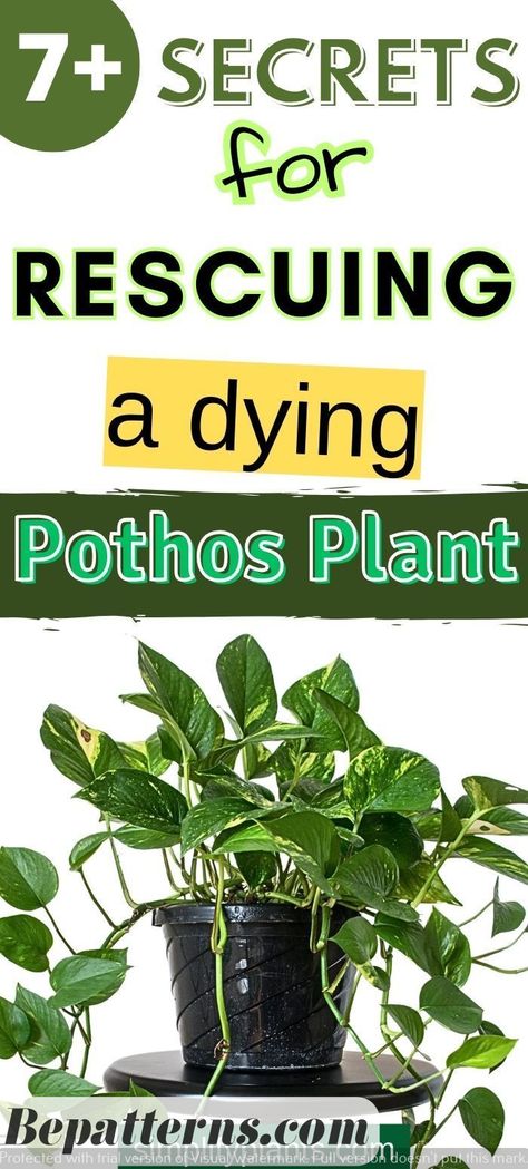 Garden Plants | Garden Decoration | Gardening Design Hanging Pothos Plants Indoor, Pothos Propagation Soil, Pothos Care Guide, Pothos Climbing Ideas Bedroom, Pothos Plant Care Tips, Indoor Pothos Plants, How To Care For Pothos Plant, Neon Pothos Care, Repotting Pothos Plant