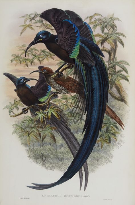 SHARPE, RICHARD BOWDLER | Monograph of the Paradiseidae, or Birds of Paradise, and Ptilonorhynchidae, or Bower-Birds. London: Henry Sotheran & Co. [printed by Taylor and Francis], 1891-1898 | Fine Books and Manuscripts, Including the Olympic Manifesto | Books & Manuscripts | Sotheby's Watercolor Postcards, Tea Stained Paper, Animal Watercolor, Antique Illustration, Classic Image, National Gallery Of Art, Bird Of Paradise, Birds Of Paradise, Art Google