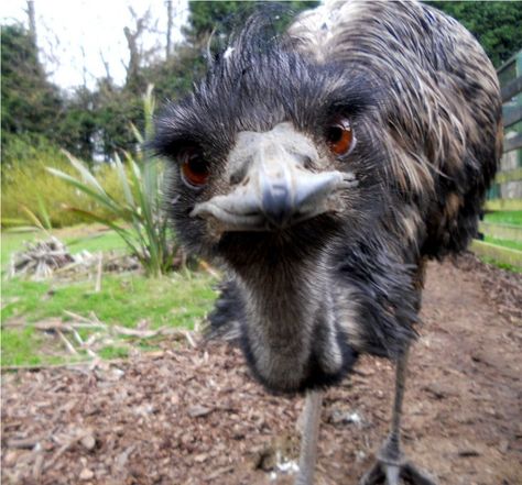 Emu Bird, Bird Sounds, Natural Pretty, Farm Lifestyle, Australian Wildlife, Animals Pictures, Australian Birds, Funny Birds, Australian Animals