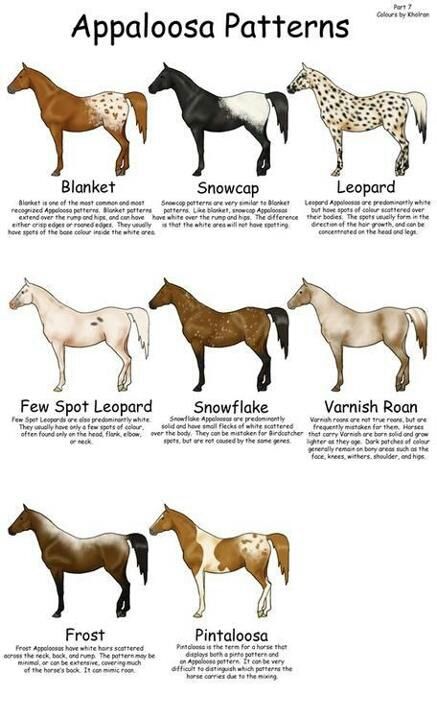 Appaloosa Patterns not all the patterns are here but this is nice, I truly love the Appaloosa so much and wish I knew more about patterns and names because people post beautiful Appaloosa's but don't put down what kind of Appaloosa they are but I'm trying hard to learn Horse Color Chart, Horse Markings, Horse Coat Colors, Horse Facts, Horse Anatomy, Wilde Westen, Quarter Horses, Types Of Horses, Appaloosa Horses