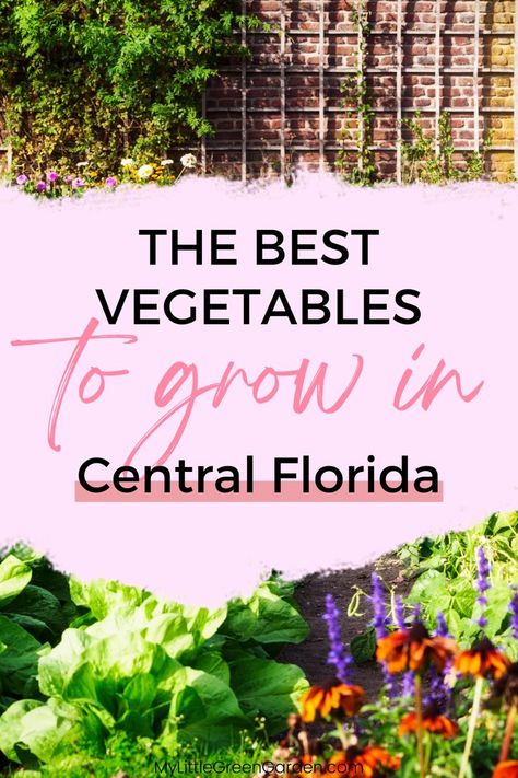 Vegetable Varieties for Central Florida. Vegetables to plant in Florida. Florida gardening tips. Zone 9 Gardening, Vegetable Planting Guide, Zone 9b, Vegetables To Plant, When To Plant Vegetables, Florida Gardening, Gardening Zones, Vegetable Garden Diy, Backyard Vegetable Gardens