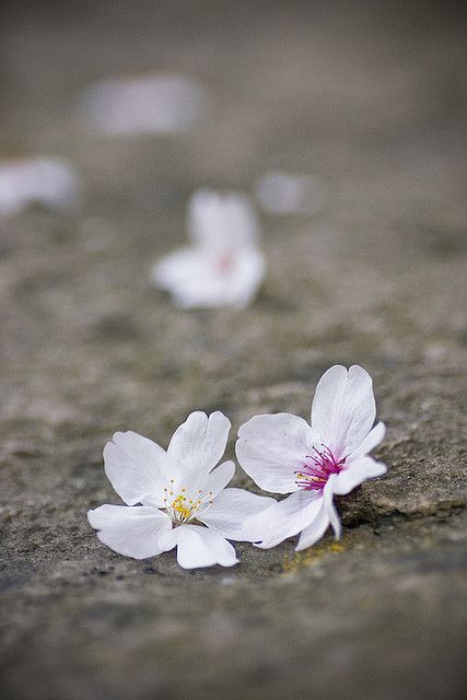 fallen... | by yocca Book Cover Background, Flower Therapy, Beautiful Nature Wallpaper, Spring Blossom, Jolie Photo, Flower Backgrounds, Flowers Nature, Nature Wallpaper, Love Flowers