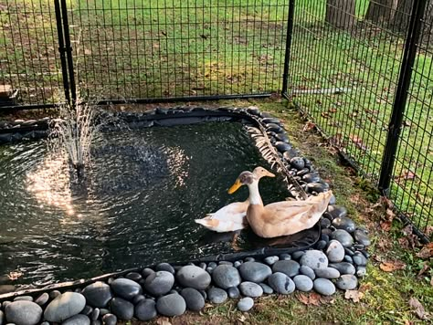 Threads - New duck house with pond Duck Area Ideas, Duck Coop Ideas With Pond, Duck Enclosure Ideas With Pond, Duck Ponds Backyard Diy, Pet Duck House, House With Pond, Pet Ducks Outdoor House, Duck Pond Ideas, Portable Chicken Run