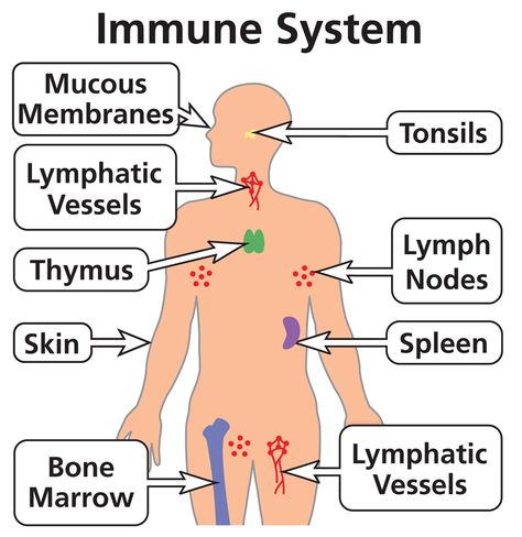 Natural Immune Support, How To Boost Your Immune System, Stronger Immune System, Natural Antibiotics, Life Force Energy, Lymph Nodes, The Immune System, Endocrine System, Grade 8