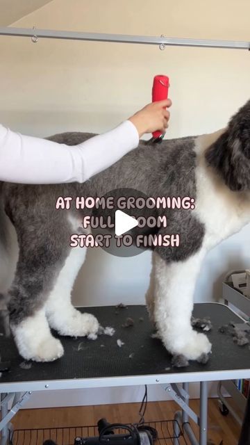 Grooming A Doodle, Dog Grooming Essentials, How To Groom A Dog At Home, Sheepadoodle Grooming, Doodle Grooming, Sheepadoodle Puppy, Doodle Breeds, Dog Grooming Tools, Dog Clippers