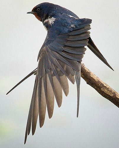 National Bird Day, Bird Day, Bird Man, Photography Blogs, Barn Swallow, Wildlife Photographer, Bird Photos, Bird Wings, Wild Creatures