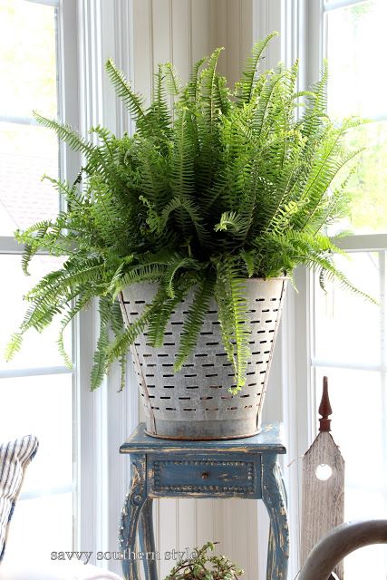 House of Hawthornes: The Many Uses For Olive Buckets Olive Bucket Decor, Sanctuary Garden, Colonial Chic, Bucket Decor, Vermont House, Olive Bucket, Bucket Ideas, Crafts Vintage, Savvy Southern Style