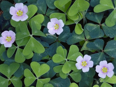 Oxalis oregana (Redwood-sorrel). If you like "shamrocks" you'll like redwood sorrel. Makes a good ground cover in moist, shaded areas and produces a rather nice flower. (Like most oxalis, it spreads.) In the wild, it grows under redwood and douglas fir. Oxalis Oregana, Shade Groundcover, Redwood Sorrel, Oregon Plants, Oxalis Plant, Sorrel Plant, Oxalis Triangularis, Edible Gardening, Redwood Trees