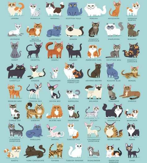 Cat Breeds Drawing, Different Kinds Of Cats, Different Cat Colors, Cat Colors Chart, Type Of Cats, Cat Breed, Breeds Of Cats, Cat Types, Types Of Cats Breeds