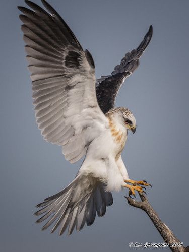 Hawk Anatomy, White Tailed Hawk, Bat Hawk, Hawk Reference, Hawk Photography, Birds Flying Photography, Hawk Art, Hawk Wings, White Hawk