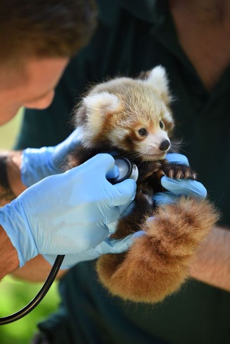 Vet Pictures, Zoo Veterinarian, Wildlife Biologist, Vet Medicine, Wildlife Rehabilitation, Vet School, Animals Care, Vet Med, Pet Vet