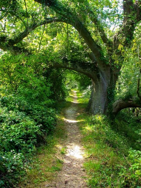 Woodland Path, Tree Tunnel, Forest Path, Garden Pathway, Walk In The Woods, Tree Forest, Landscaping With Rocks, Magical Places, Beautiful Tree