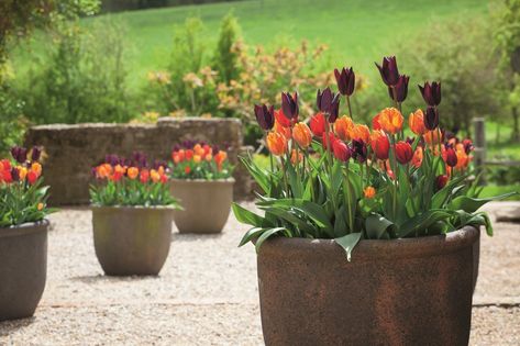 use a layer of Iris reticulata ‘George’ as the top layer of bulbs in each pot—this gorgeous, glamorous violet purple dwarf iris will flower in early spring, giving color when there is very little else in flower. Underneath there are then two separate layers of tulips that will emerge successionally to guarantee continuous flowering. To make this work, ensure good drainage with crocks in the bottom of your pot and plenty of sand or grit mixed into the compost. Then layer tulips with the latest f Sarah Raven, Hanging Flower Pots, Garden Containers, Plant Combinations, Climbing Roses, Garden Layout, Garden Spaces, Blooming Flowers, Container Plants