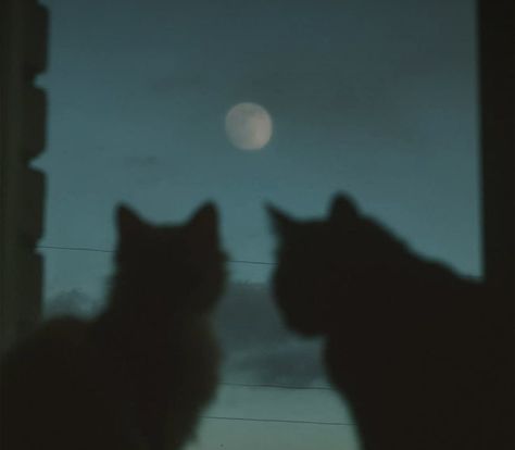 Black Cat Aesthetic, Aesthetic Pretty, Aesthetic Cat, Cat Aesthetic, Black Cats, Pretty Cats, The Moon, Black Cat, Moon