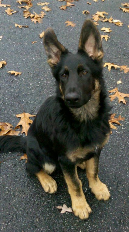 Another Black/Tan or Bicolor thread - German Shepherd Dog Forums Black And Tan German Shepherd Puppies, Dark German Shepherd, Bicolor German Shepherd, German Shepherd Female, Czech German Shepherd, Black And Tan German Shepherd, Tan German Shepherd, Shepard Puppy, German Shepherd Funny