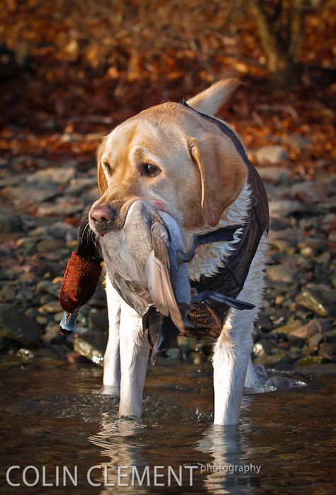 Waterfowl Hunting, Yellow Labrador Retriever, Lab Puppy, Bird Hunting, Labrador Retriever Puppies, Hunting Dog, Yellow Labrador, Bird Dogs, Yellow Lab