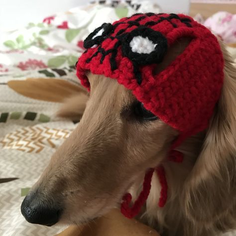 Spiderman Hat, Spider Dog, Body Image Art, Pets 3, Cat Hat, Silly Animals, Crochet Dog, Diy Crochet Projects, Crochet Cat