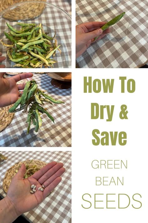 Did you know that green beans seeds are some of the easiest seeds to save? You probably have enough in your garden to save now to avoid buying seeds next spring. Follow this simple tutorial to learn how to dry and save your green bean seeds. How To Save Green Bean Seeds, How To Grow Green Beans From Seeds, Saving Green Bean Seeds, Beans Seeds, How To Dry Beans From Garden, How To Save Seeds From Vegetables, Preserving Beans, Dehydrated Green Beans, Preserving Green Beans