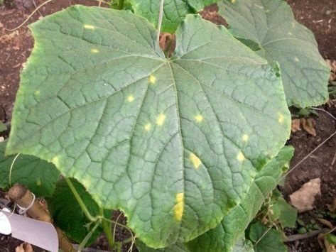 Angular, yellow spots on the leaves could indicate downy mildew. To be sure, check under the leaf for fuzzy, dark gray spots (spores). Yellow Leaves On Plants, Garden Hack, Cucumber Trellis, Grow A Garden, Cucumber Plant, Growing Cucumbers, Tomato Plant, Plant Fungus, Plant Diseases