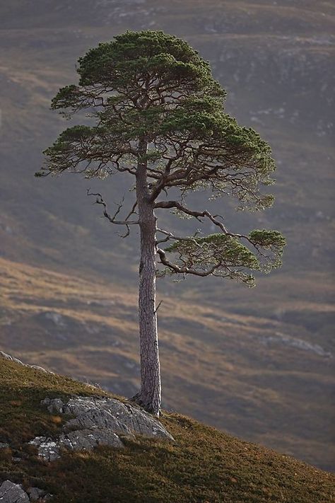 Cedar Tattoo, Scots Pine Tree, Tree Reference, Scots Pine, Lone Tree, Fairy Queen, Tree Photography, Unique Trees, Tree Hugger