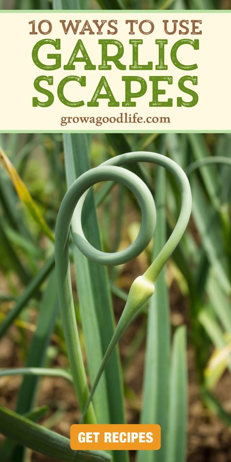 Garlic Stems Recipe, Garlic Scapes Recipes Air Fryer, Recipes That Use A Lot Of Garlic, Garlic Shoots Recipes, Recipes From The Garden, Garlic Plants, Scape Recipes, Garlic Preserving, Pickled Garlic Recipes