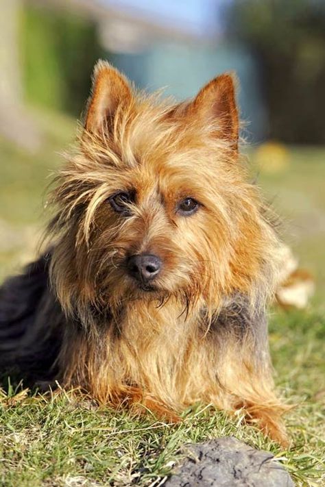 Australian Terrier Puppies, Australian Silky Terrier, Every Dog Breed, Akc Breeds, Disabled Dog, Australian Terrier, Silky Terrier, Dog List, Terrier Breeds