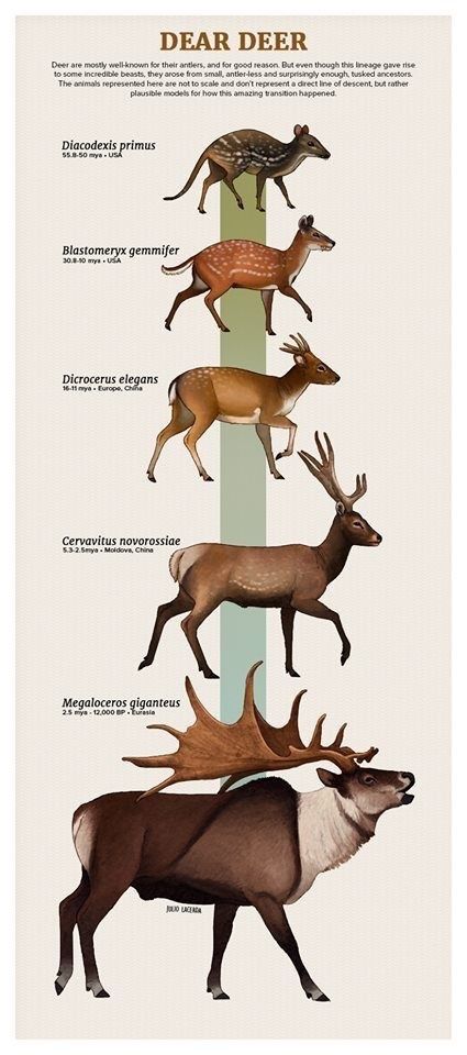 Prehistoric Mammals, Prehistoric Animals Dinosaurs, Prehistoric Wildlife, Prehistoric Dinosaurs, Prehistoric World, Ancient Animals, Paleo Art, Extinct Animals, Animal Bones