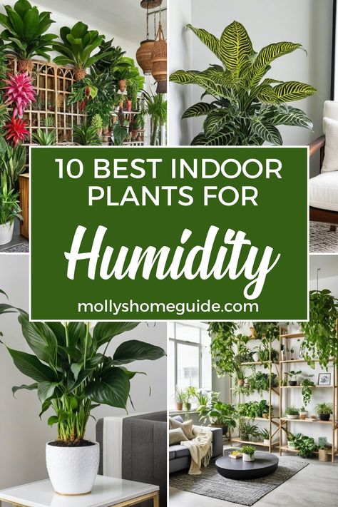 Looking to add some greenery to your bathroom? Find the best indoor plants for humidity and low light conditions. These houseplants not only thrive in bathrooms but also help reduce moisture levels. Check out our top recommendations for plants that can thrive in windowless bathrooms and create a refreshing atmosphere. If you're looking to maintain optimal humidity levels for your plants, consider using humidifiers designed for plant care. Plants That Like Humidity, Plants For Humidity, Humidity Plants, Easy Care Houseplants, Rainforest Plants, Zebra Plant, Pothos Plant, Best Indoor Plants, Keep Alive