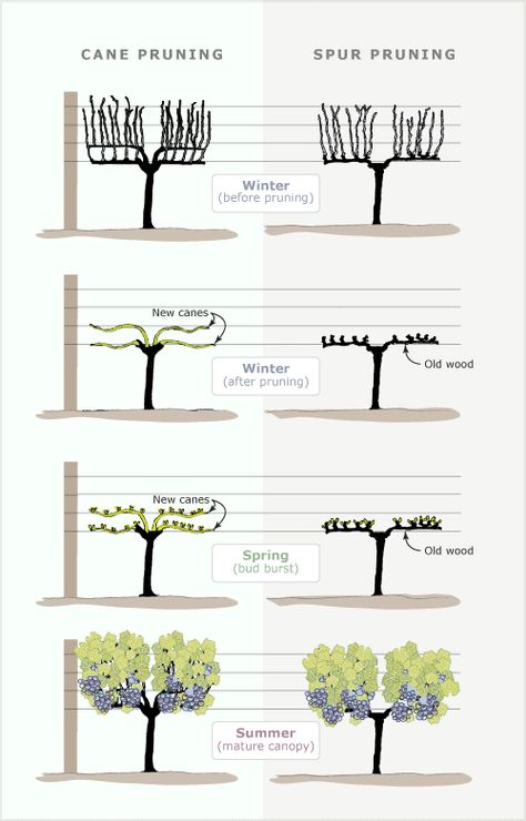 cane vs. spur grapevine pruning.  This is so accurate!  I have a copy of this is illustration on my desk. Grape Vine Pruning, Backyard Vineyard, Grape Vine Trellis, Espalier Fruit Trees, Grape Vineyard, Grape Trellis, Grape Plant, Vine Trellis, Growing Fruit Trees