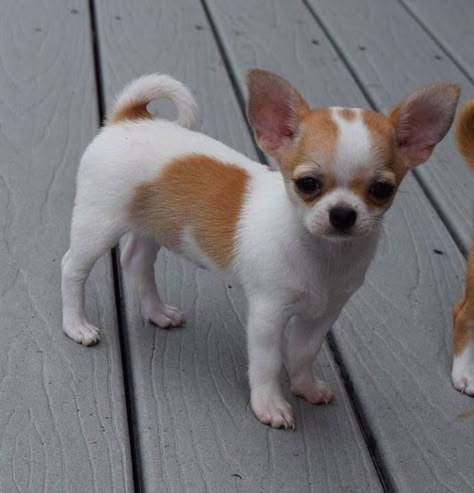 Chihuahua Mini Toy, Poodle Cute, Pomeranian Poodle, Psy Chihuahua, Big Dogs Breeds, Biggest Dog In The World, Puppy Teacup, Biewer Yorkie, Tiny Puppy