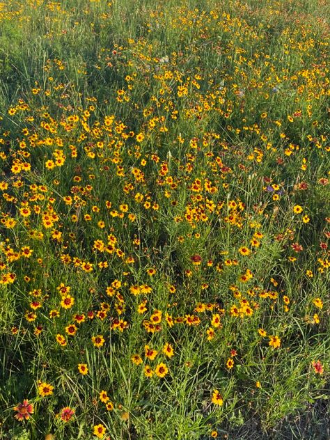 Summer, wildflowers, field of flowes, yellow flowers, vibrant, cottagecore, girly, girly tingz, spring Vibrant Cottagecore, Yellow Flower Field, Wildflowers Field, Summer Wildflowers, Flowers Wild, Ap Art, Yellow Flower, Flower Field, Yellow Flowers