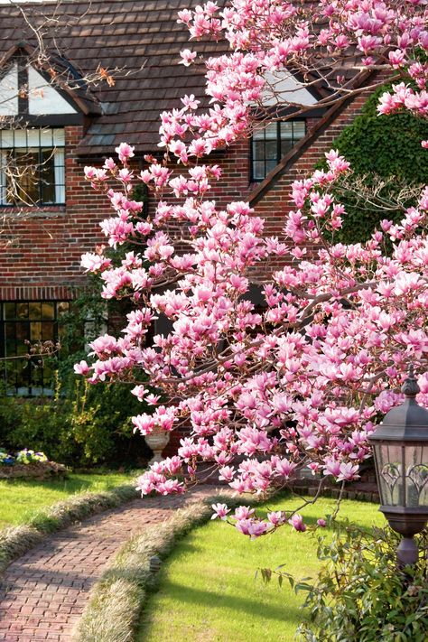 Japanese Magnolia Tree, Azaleas Landscaping, Saucer Magnolia Tree, Tulip Magnolia, French Hydrangea, Magnolia Garden, Japanese Magnolia, Big Leaf Hydrangea, Endless Summer Hydrangea