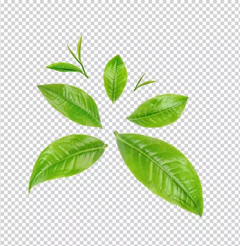 Coffee Leaves, Green Tea Plant, Green Tea Leaves, Iced Green Tea, Tea Plant, Motion Design Video, Tea Design, Mohawk Hairstyles, Hairstyles Men