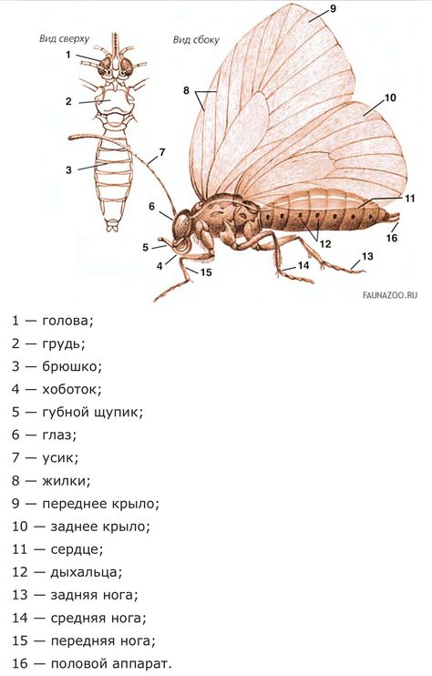 Butterfly Anatomy, Drawing Lessons, Facial Expressions, Creative Inspiration, Anatomy, Butterflies, Facial, Wedding Photography, Drawings