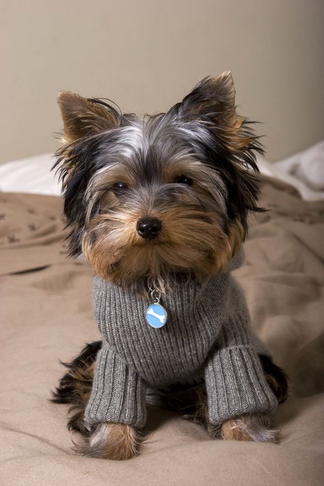 https://flic.kr/p/4dpteR | photoshoot with his new hoodie | early xmas present from daddy Puppy Sweaters, Baby Yorkie, Diy Dog Sweater, Yorkie Terrier, Yorkie Lovers, Yorkie Dogs, Yorkshire Terrier Puppies, Terrier Puppies, Yorkie Puppy