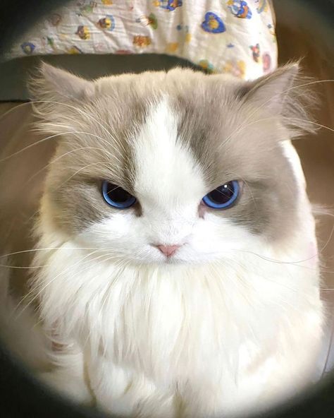 Cats Ragdoll, Ragdoll Cats, Ragdoll Cat, Funny Cute Cats, Dreamy Art, Pretty Cats, Dear Diary, Funny Cute, Cute Cats