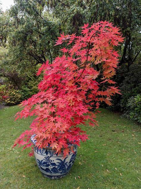 Maple Tree Garden, Potted Trees Patio, Acer Garden, Japanese Maple Garden, Plants Wishlist, Zen Garden Design, Japanese Maples, Tree Garden, Maple Trees