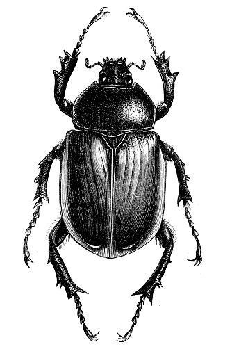 Beetle Scarab, Scarab Tattoo, Beetle Drawing, Beetle Illustration, Female Illustration, Beetle Tattoo, Tier Tattoo, Beetle Art, Insect Tattoo