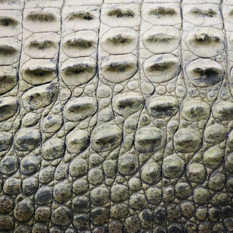 Crocodile scales. royalty free stock images Crocodile Scales, Alligators Art, Reptile Scales, Scale Skin, Scale Tattoo, Skin Images, Reptile Skin, Scaly Skin, Crocodiles