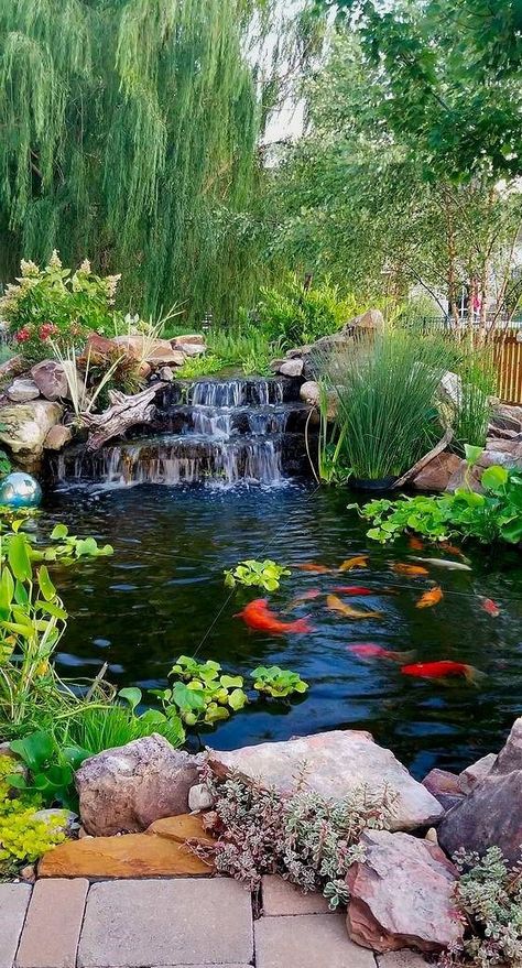 Gardens With Ponds, Home With Pond, Natural Stream Landscaping, Koi Pond Design Small Gardens, Koi Ponds With Waterfalls, Coy Pond Ideas Backyards, Koi Pond Landscaping, Small Koi Pond Ideas, Japanese Pond Garden