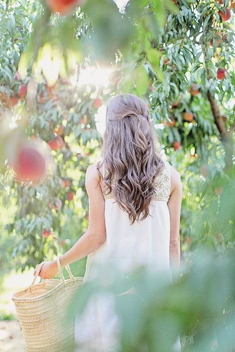 Apple Farm Photoshoot, Apple Picking Photography, Peach Photoshoot, Apple Picking Photoshoot, Apple Picking Pictures, Disney Princess Photoshoot, Fall Lake Wedding, Apple Orchard Photography, Apple Picking Photos