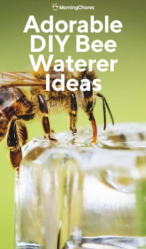 Diys To Do When Bored, Water For Bees, Bee Habitat, Bee Catcher, Morning Chores, Honey Bee Garden, Bee Feeder, Benefits Of Vegetables, Biscuits Homemade