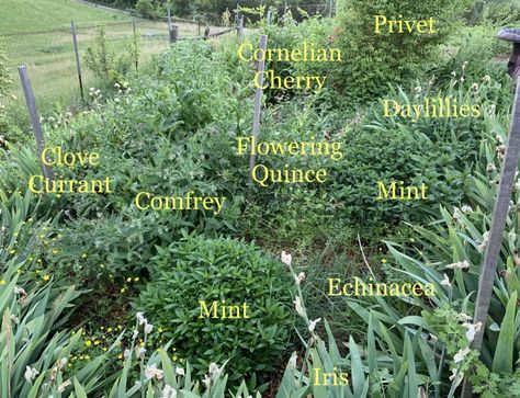 Permaculture Plants: Oca | Temperate Climate Permaculture Wild Onions, Flowering Quince, Modern Agriculture, Honey Locust, Small Shrubs, Permaculture Gardening, Permaculture Design, Pond Design, Food Forest