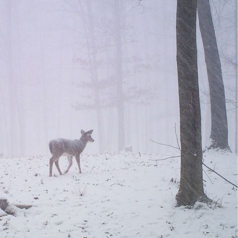 Snow Deer Aesthetic, Deer Aesthetic, Winter Princess, Earth Angels, Winter Fairy, I Love Winter, Snow Angels, Oh Deer, A Deer