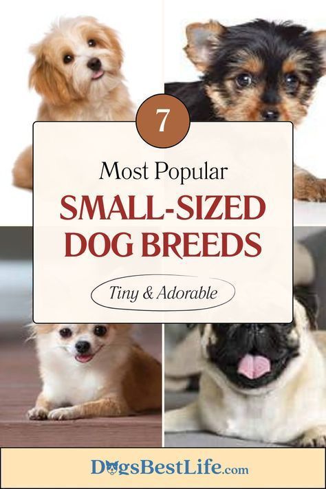 Small Puppy Breeds, Mini Dogs Breeds, Smallest Dog Breeds, Best Small Dog Breeds, Miniature Dog Breeds, Tiny Dog Breeds, Best Small Dogs, Pure Breed Dogs, Small Breed Dogs